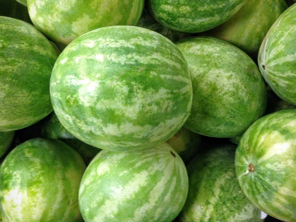 A guide to growing Watermelons Hydroponically.
