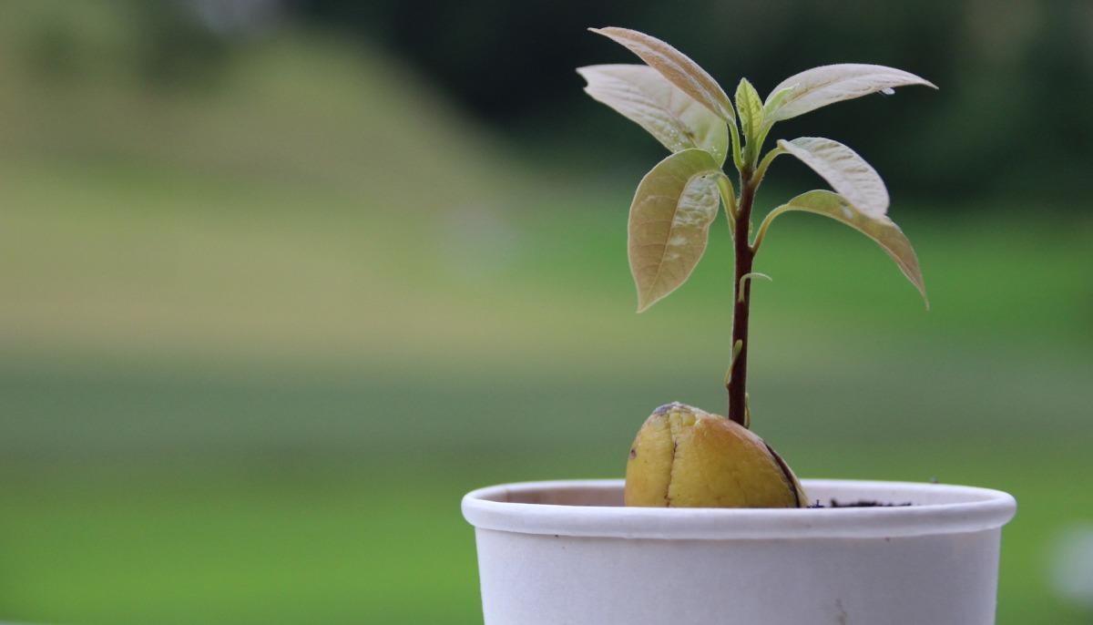Growing an Avocado from seed in containers.
