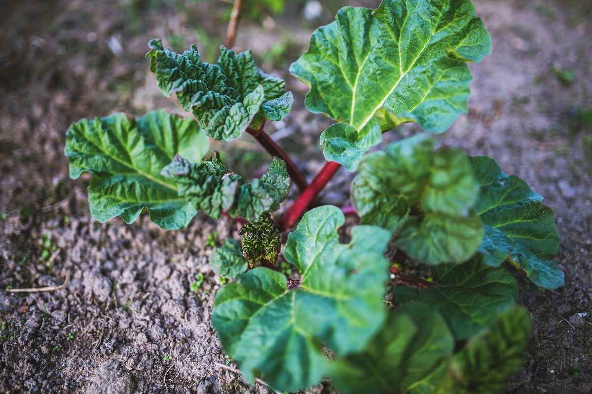 A guide to growing Rhubarb.