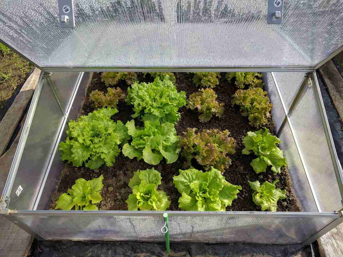 Commonly asked questions about growing Lettuce.