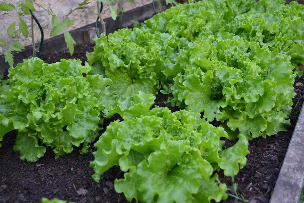 Conditions for Lettuce plantation.