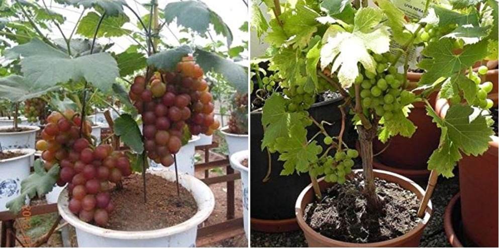 Location for growing grapes in pots.