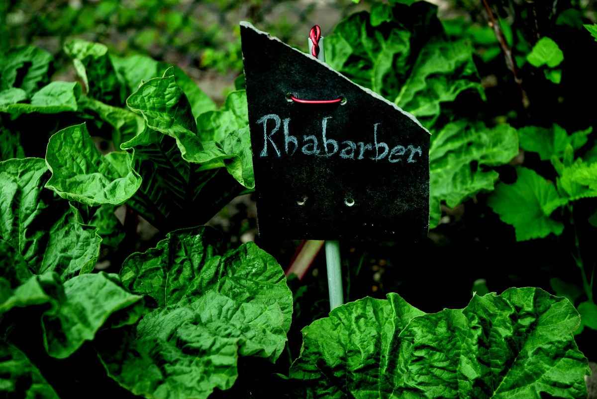 Requirements for Growing Rhubarb.