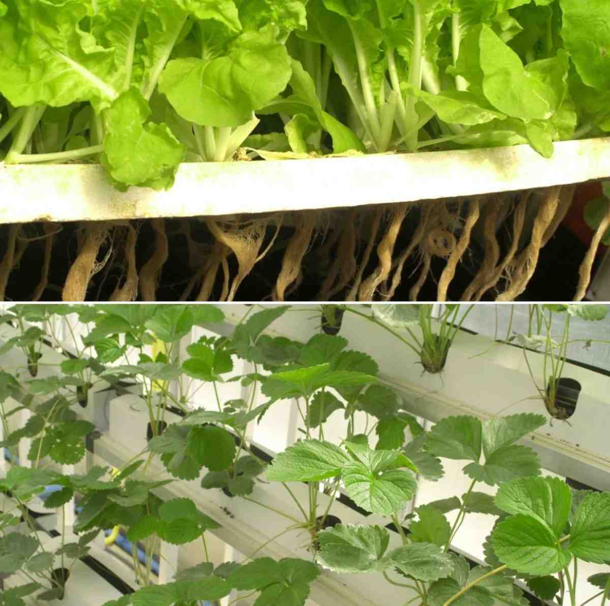 The cost of a Hydroponic setup.