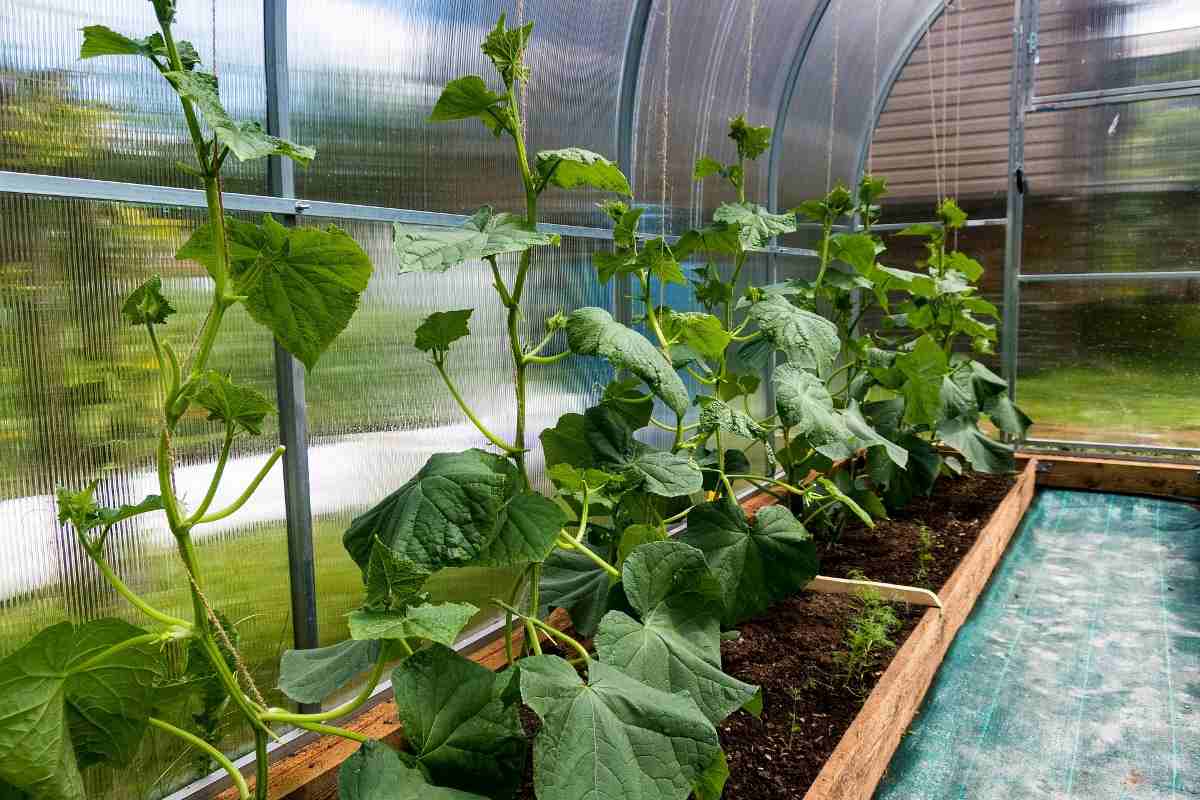 How To Grow Cucumbers In Pots Gardening Tips