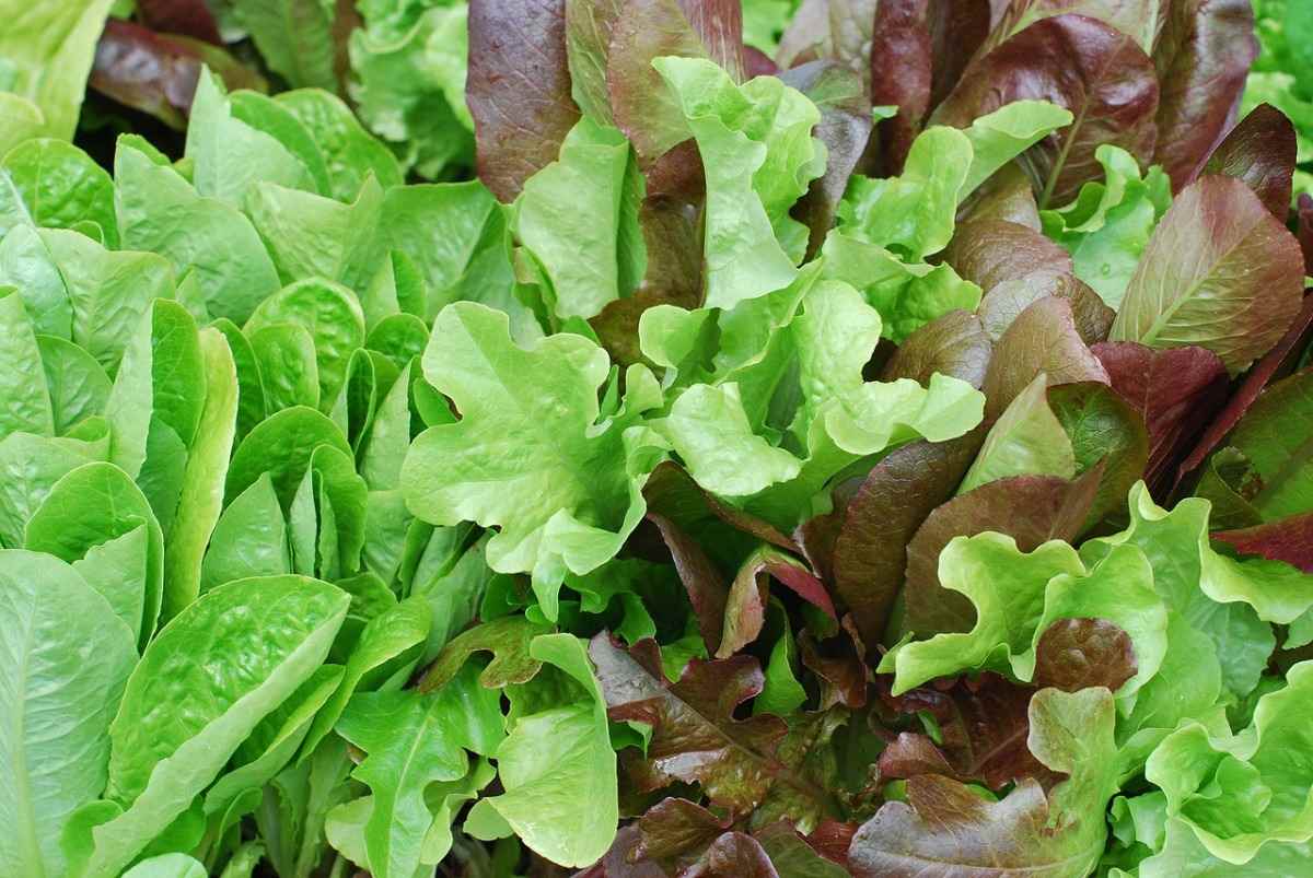 Soil requirement for growing healthy Lettuce.