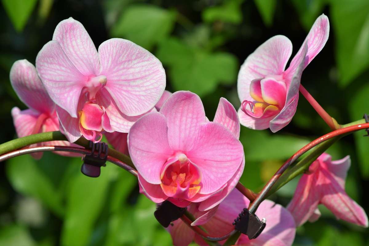 Grow Orchids in a hydroponic system.