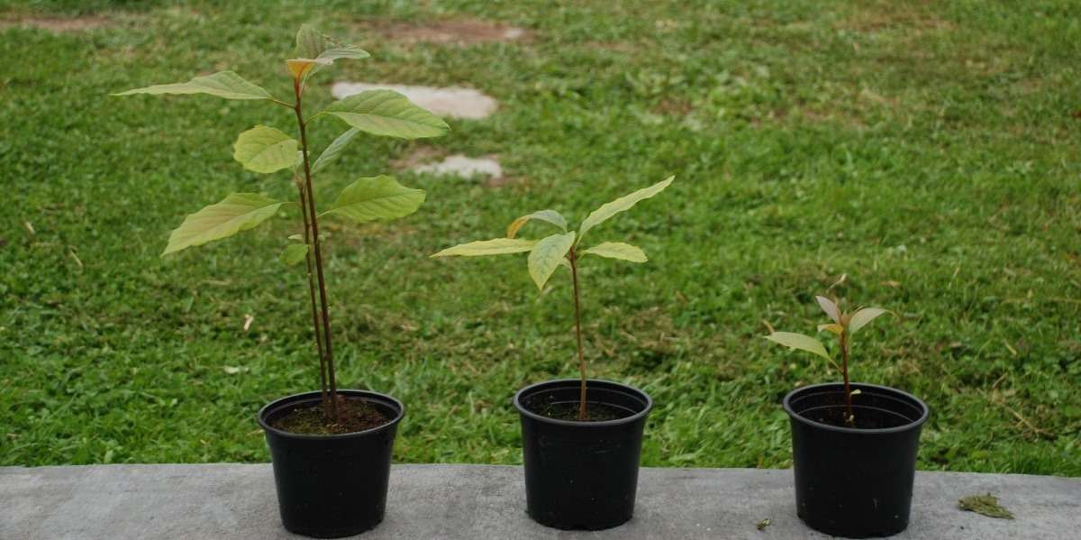Growing an Avocado from a young tree.