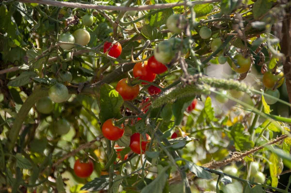 The process of growing Cherry Tomatoes.