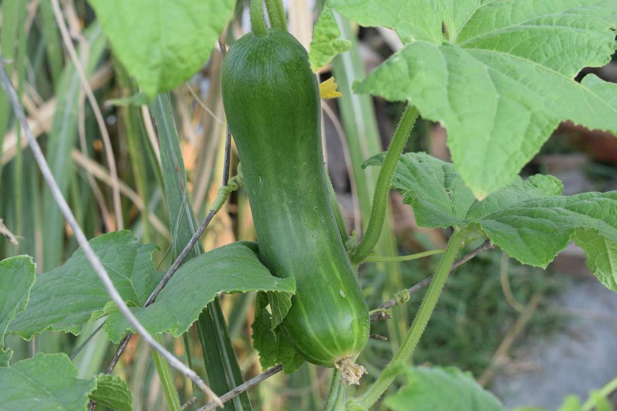Questions about Growing Cucumbers in pots.