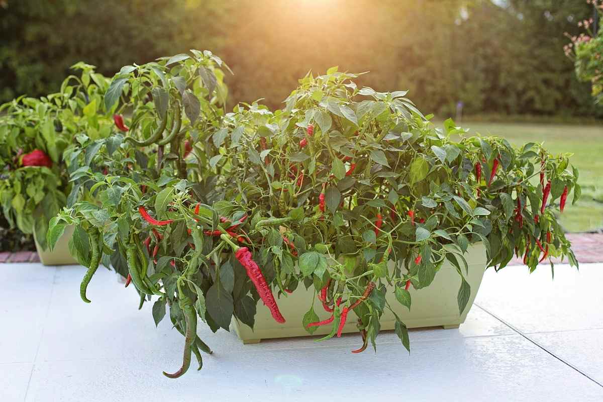 Growing hot peppers in pots.