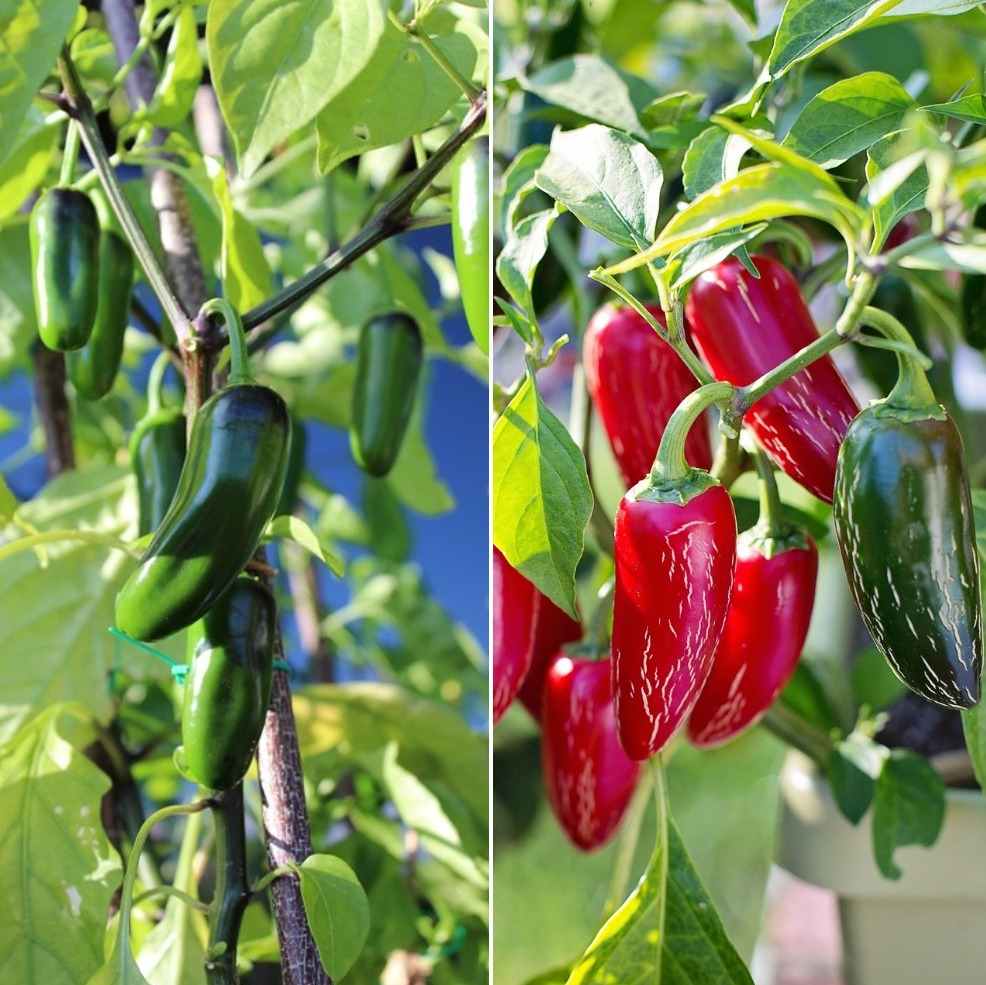 Requirements for growing Jalapeno peppers hydroponically.