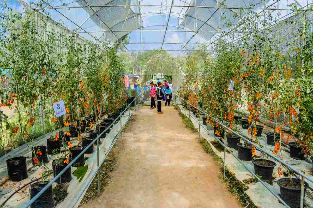 Greenhouse vegetable gardening system.
