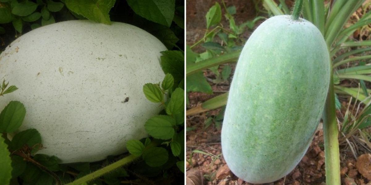 Growing Ash Gourd Indoors (Winter Melon) - a Full Guide