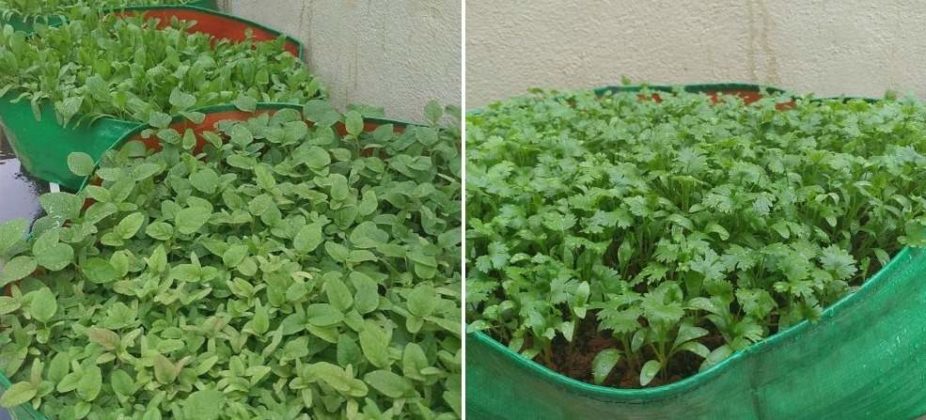 Growing Leafy Vegetables On Terrace - a Full Guide | Gardening Tips