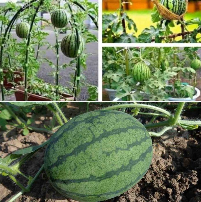 Growing Watermelon in Pots from Seeds - a Full Guide | Gardening Tips