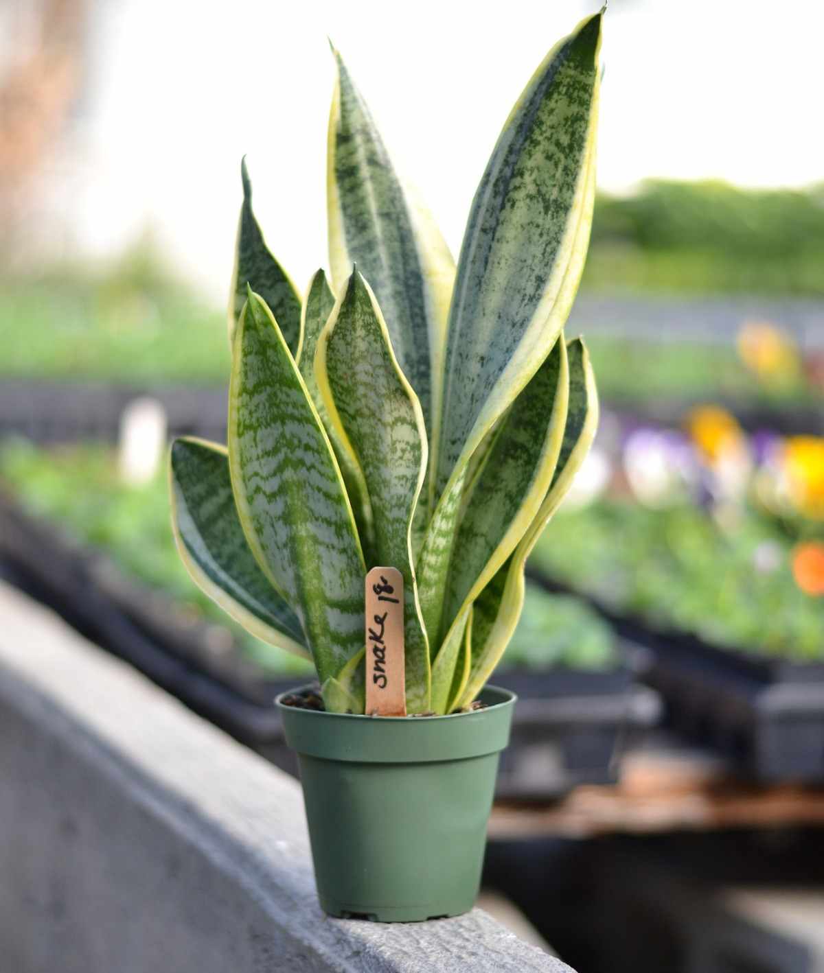 The right pot for growing Snake plant.