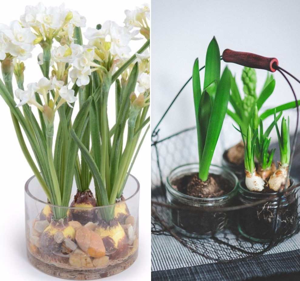 Growing Bulbs in a Glass Vase.