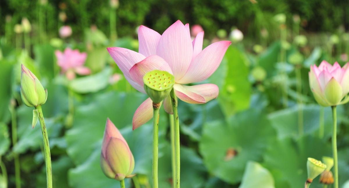 Questions about growing Lotus.