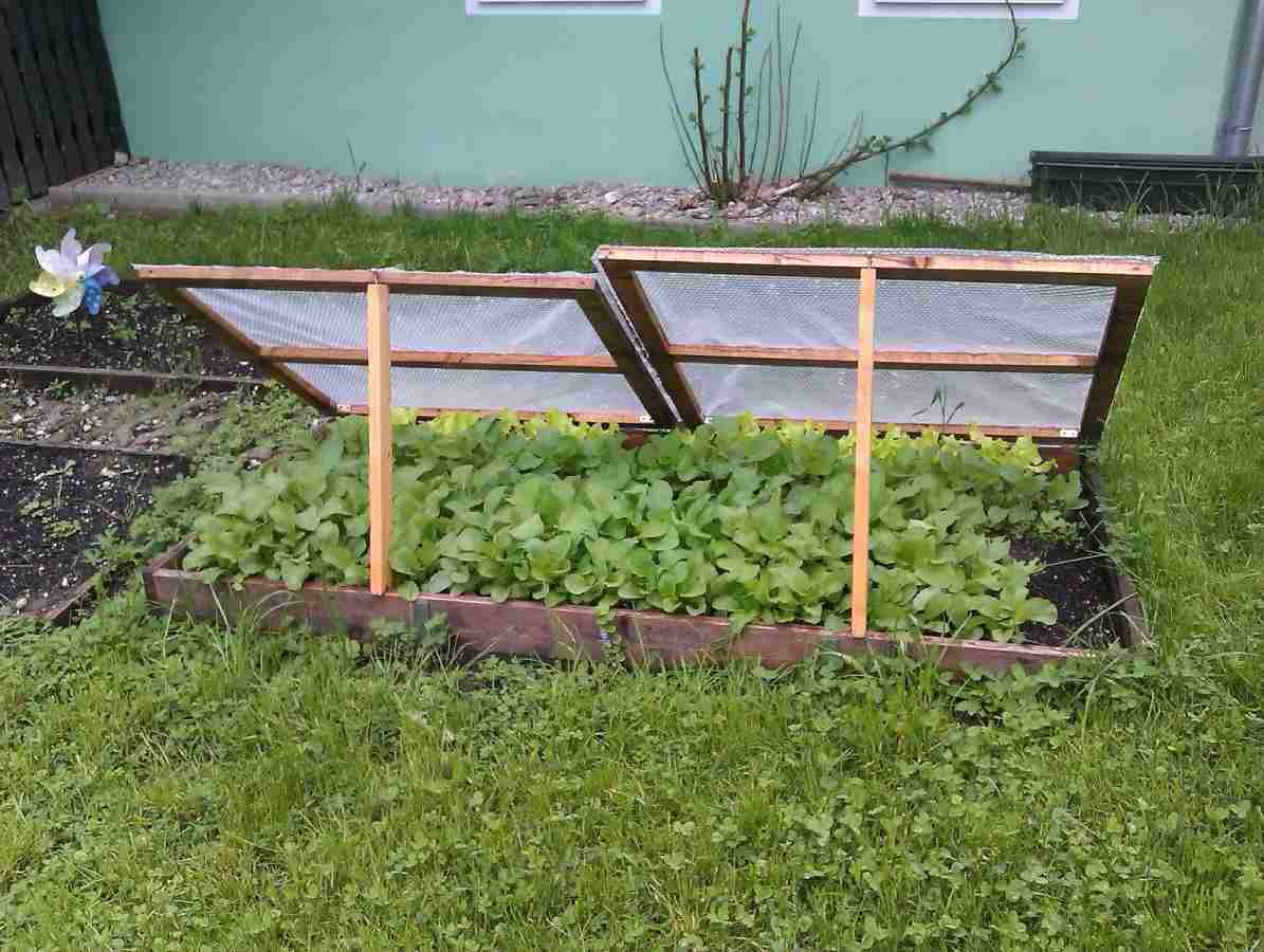 Steps to growing organic vegetables.