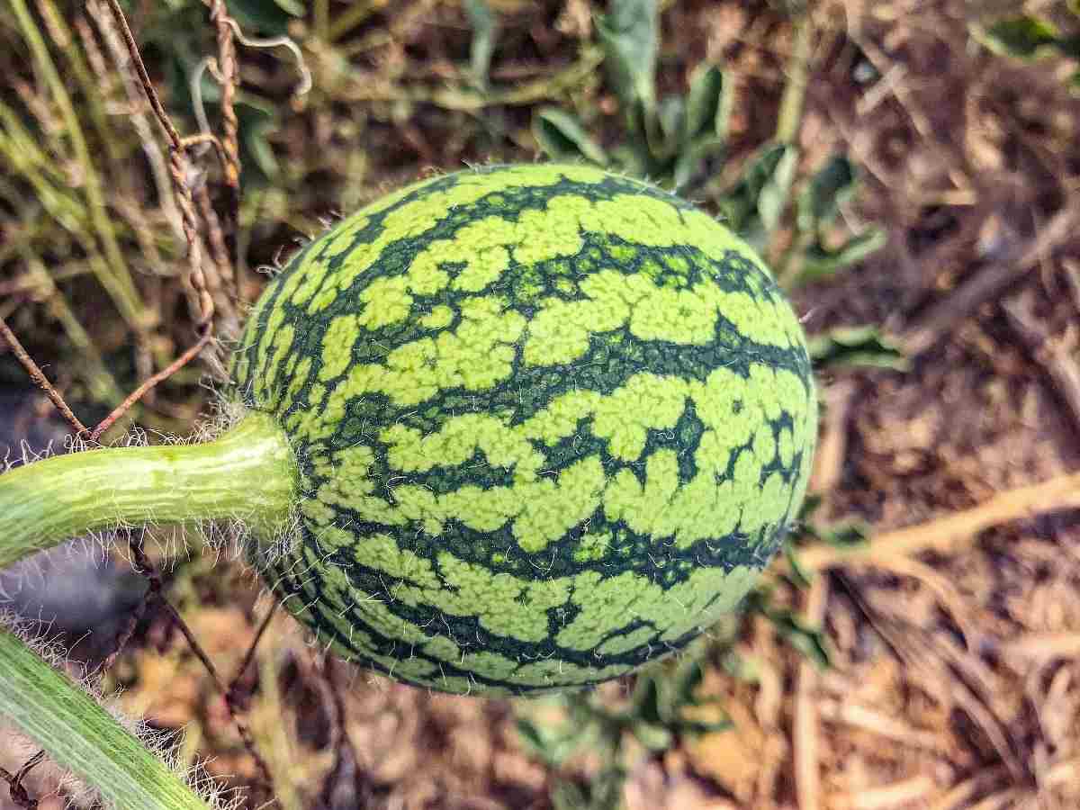 Questions about growing Watermelon.