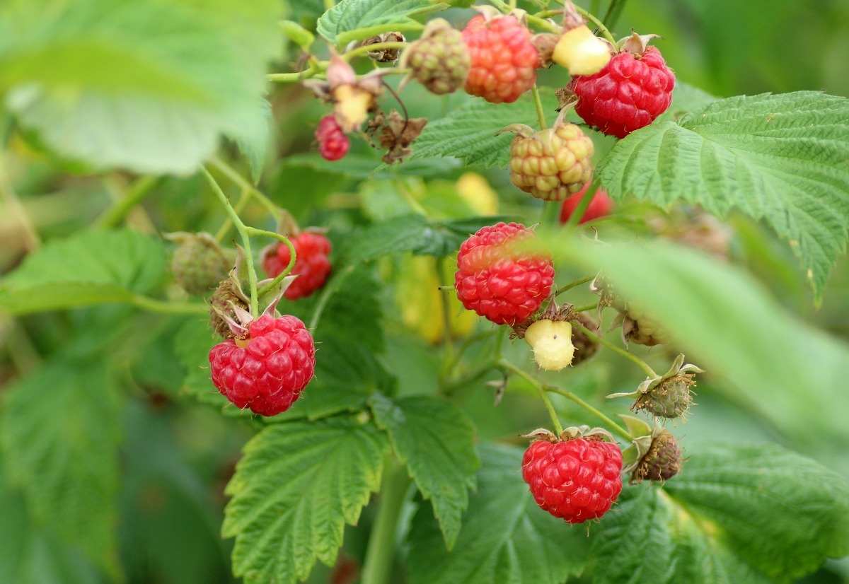 Conditions required for growing Raspberries.