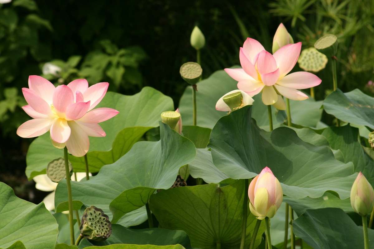 Growing Lotus indoors.