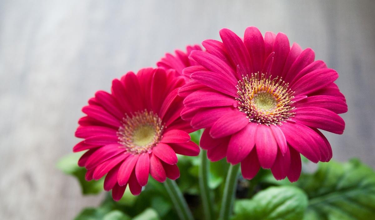 Questions about growing Gerbera daisy.