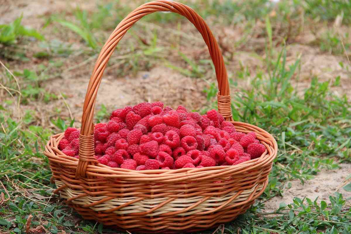 Harvested Raspberries.