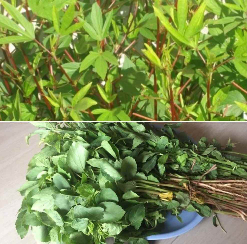 The process of growing Gongura.