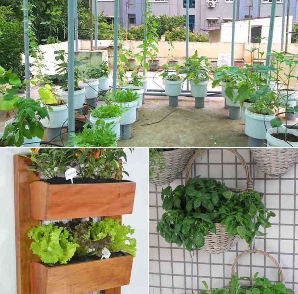 Considerations for terrace vertical gardening.