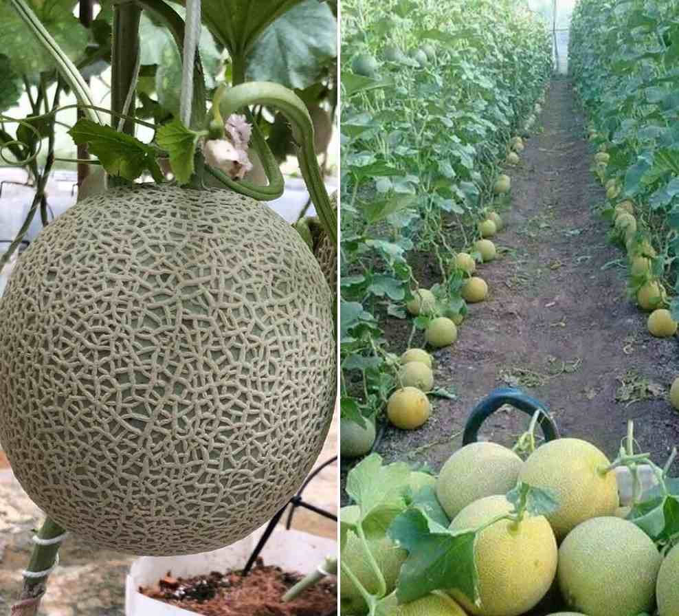 Questions about growing Muskmelons.