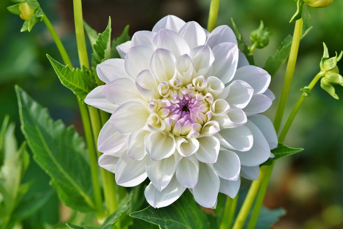 A guide to growing Dahlia indoors.