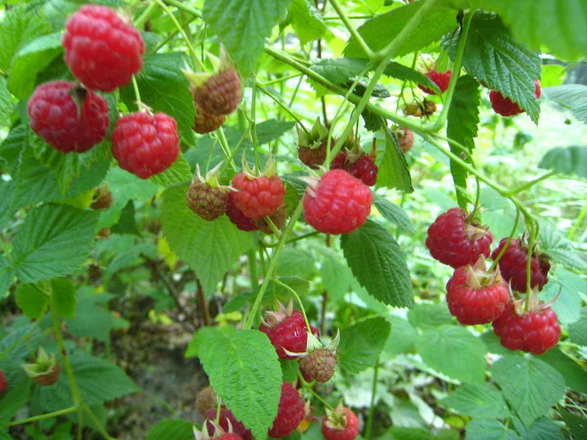 Questions about growing Raspberries.