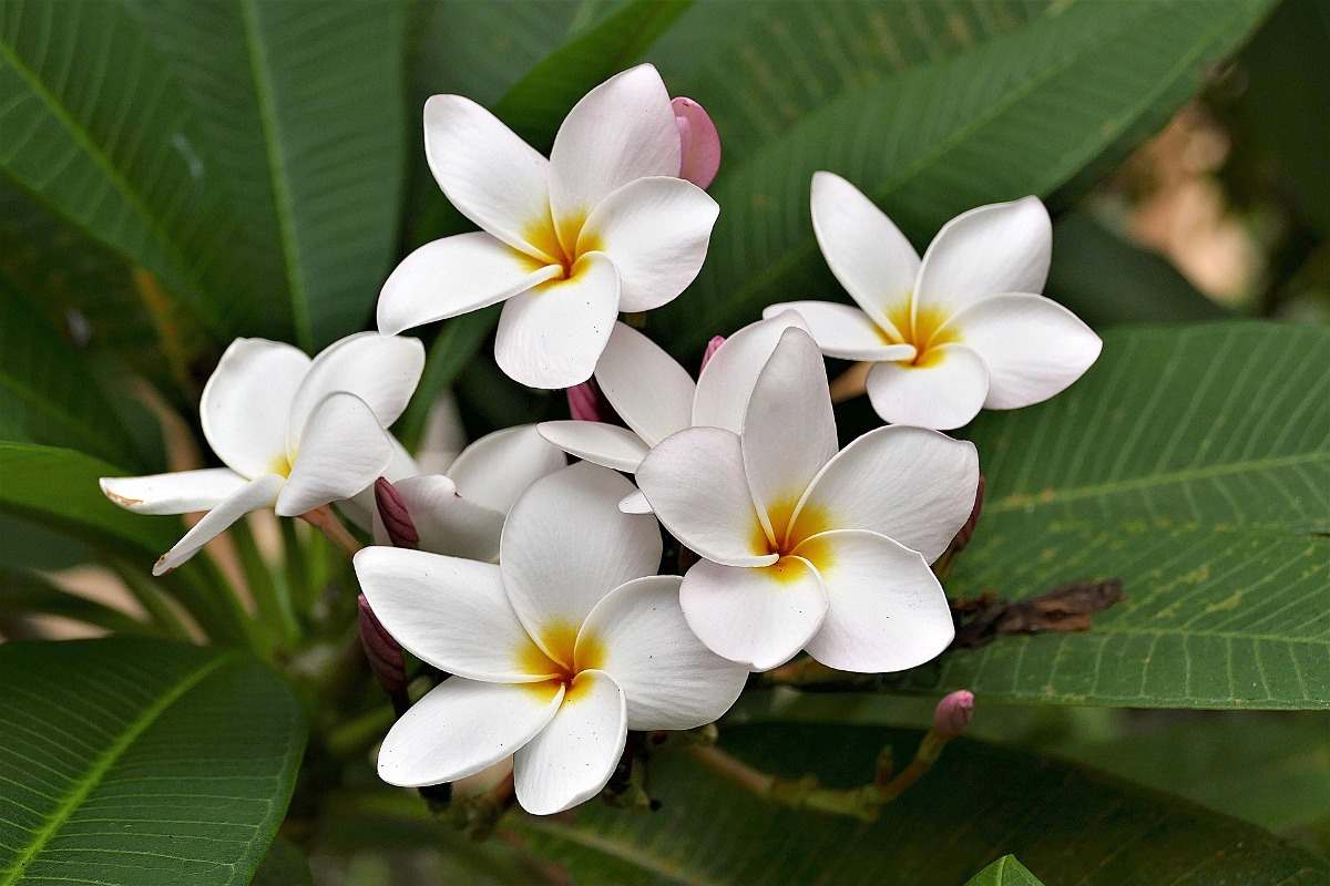 Questions about growing Plumeria.