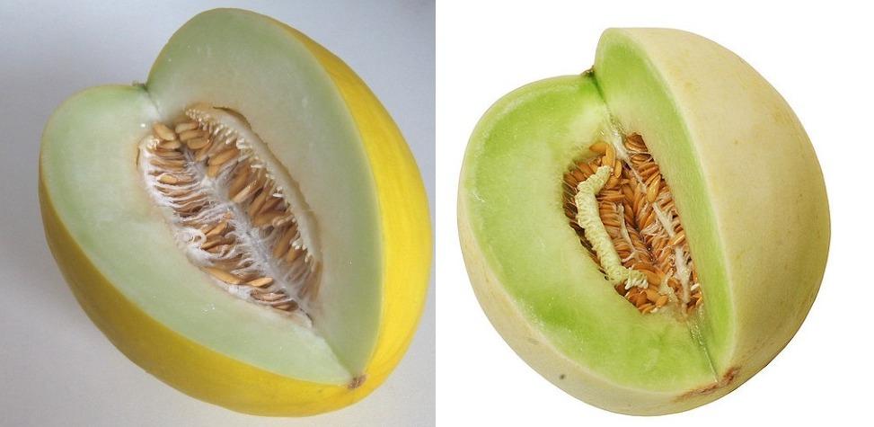 Starting Honeydew melon from seeds.