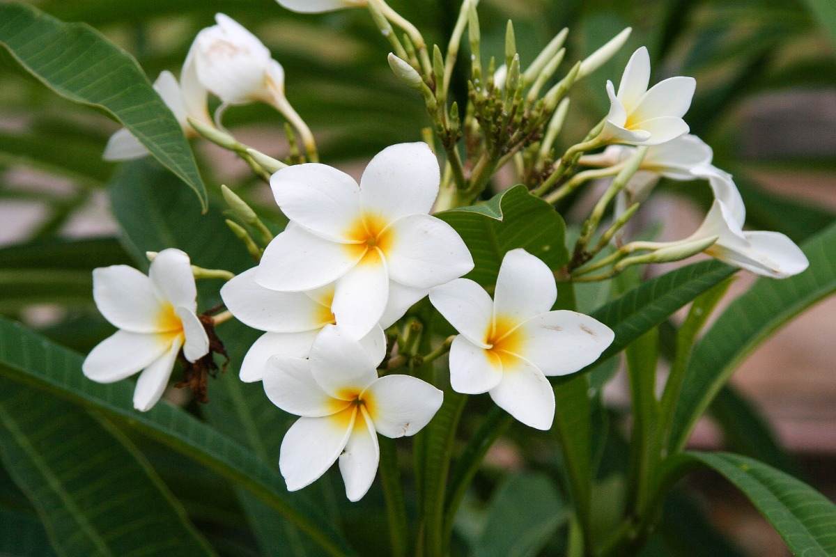 Sunlight requirement for growing Frangipani.