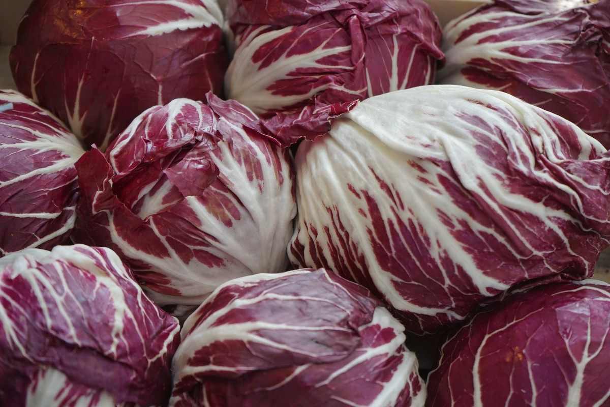 Questions about growing Radicchio.