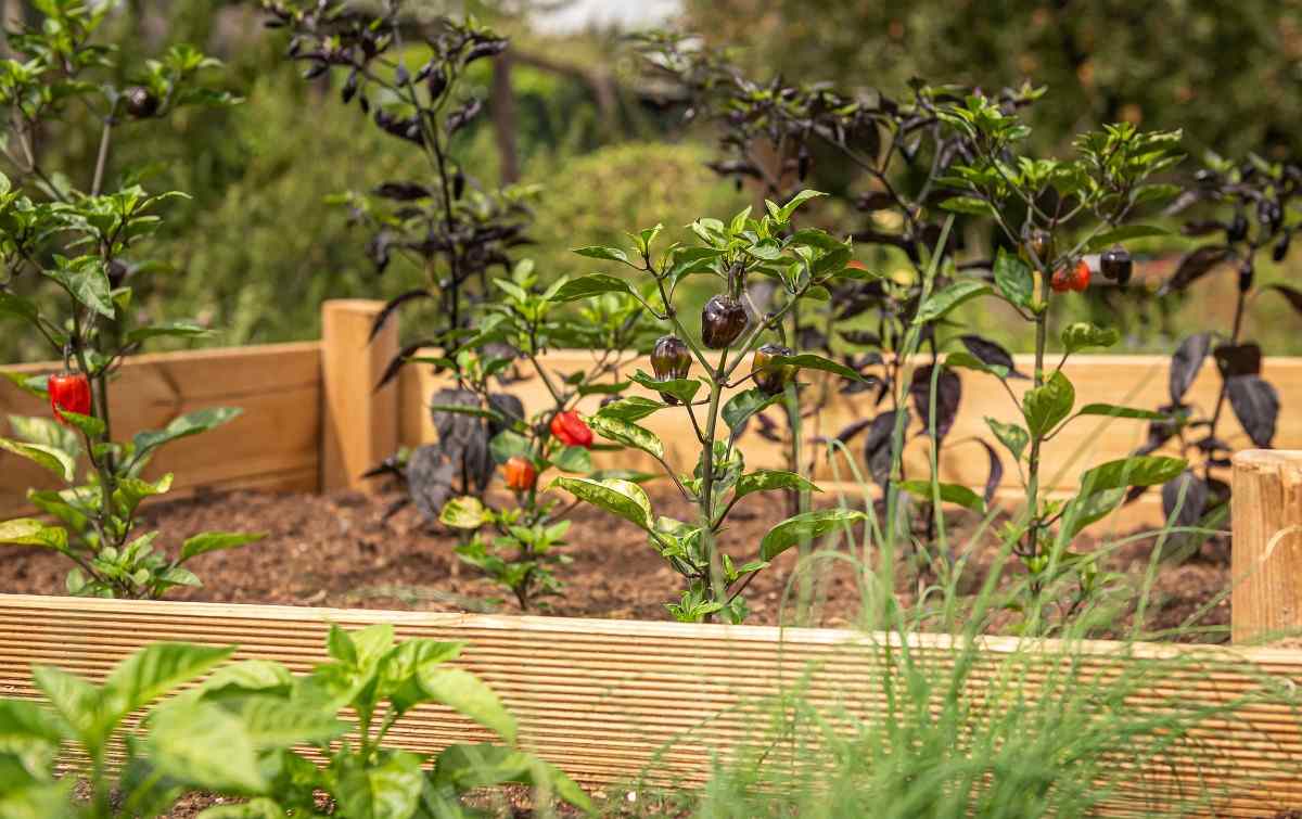 Soil requirement for raised bed vegetable gardening.