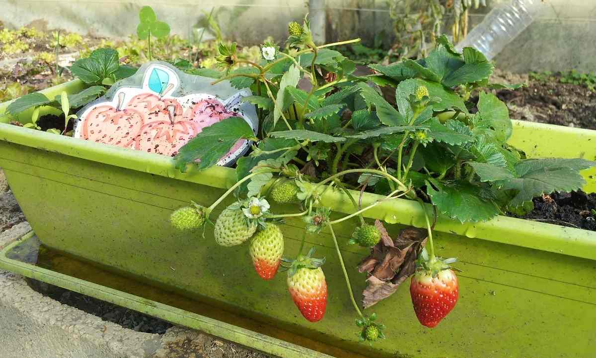 Benefits of organic terrace gardening.