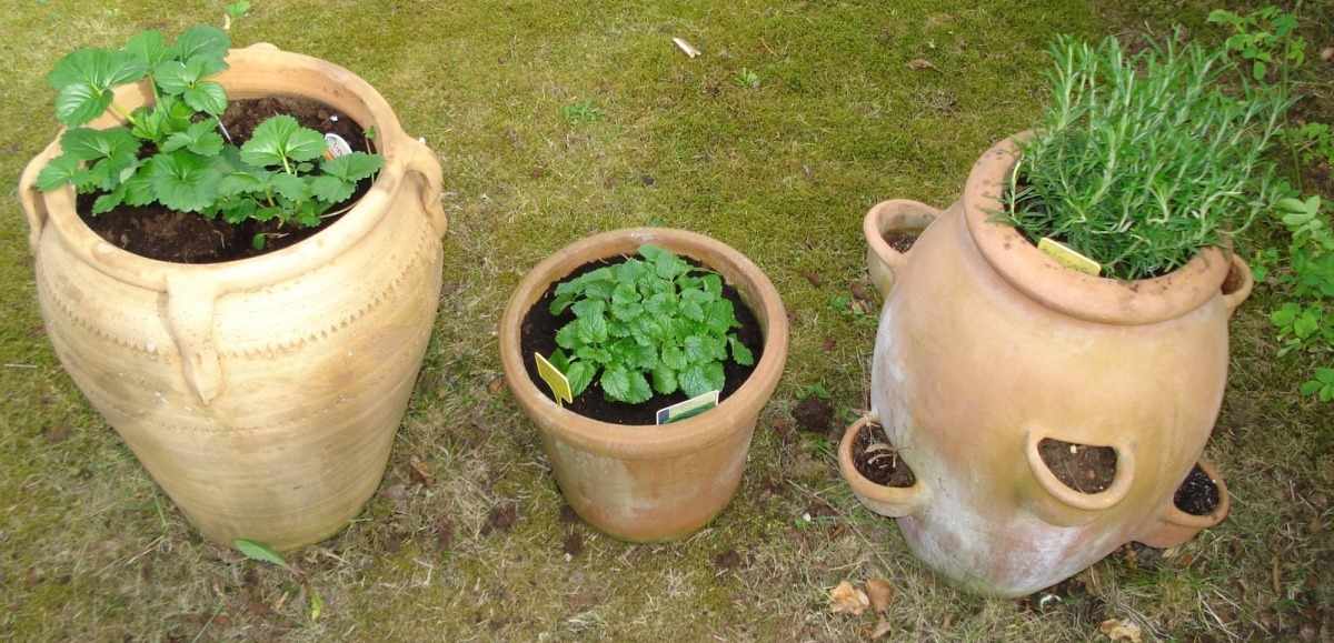 Caring for potted organic herbs.