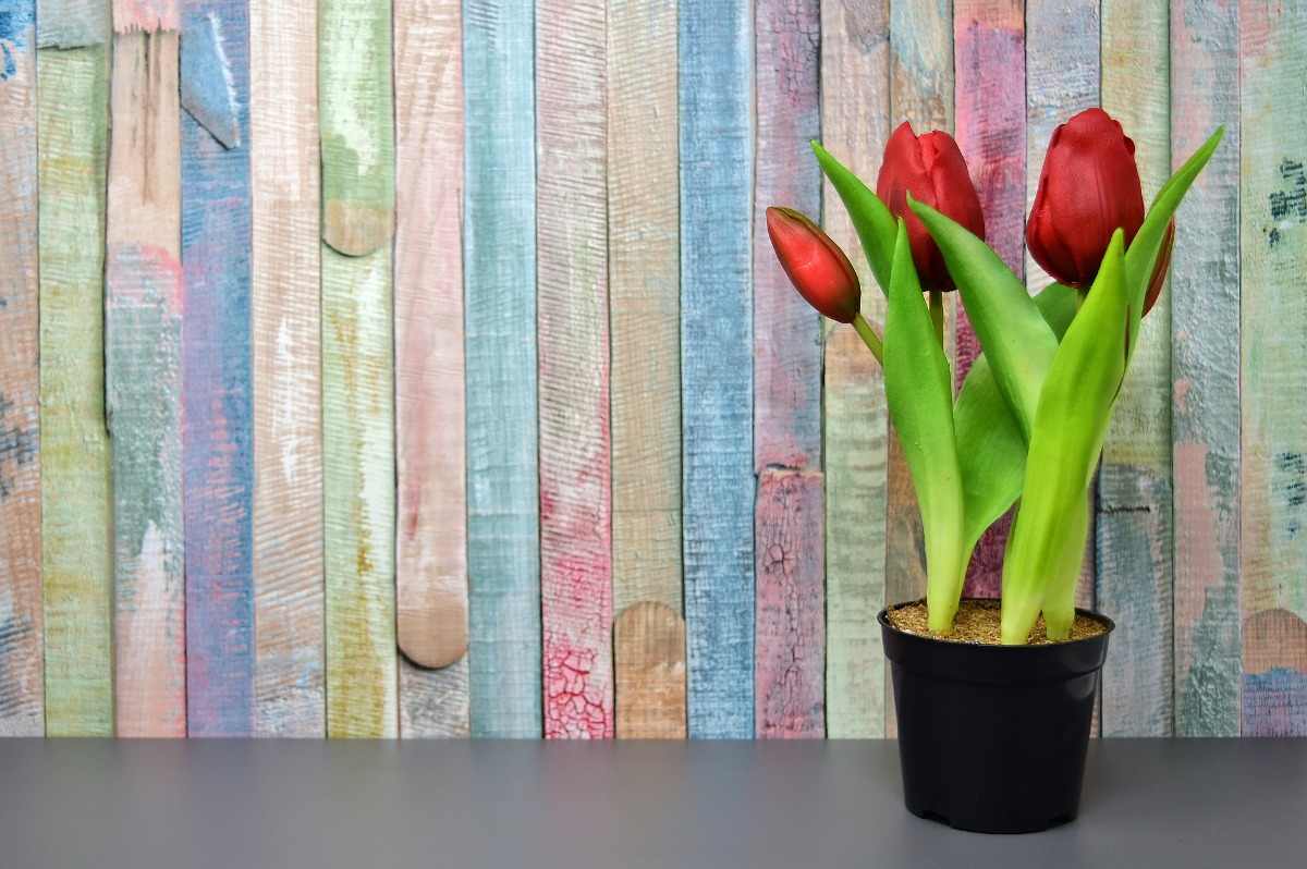 Best pots for growing Tulips.