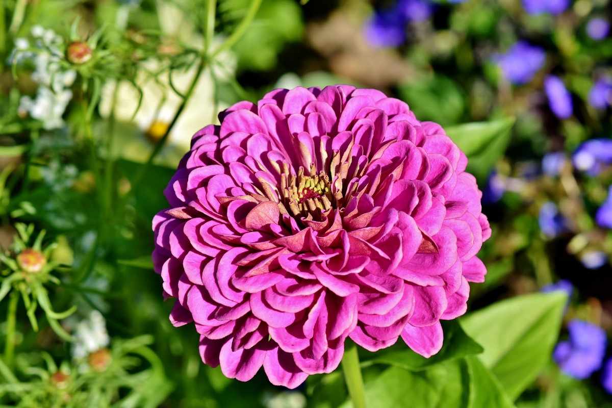 Questions about growing Zinnia flowers.