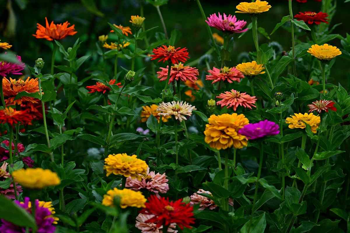 Growing Zinnia Flowers Indoors From Seed And Cuttings Gardening Tips