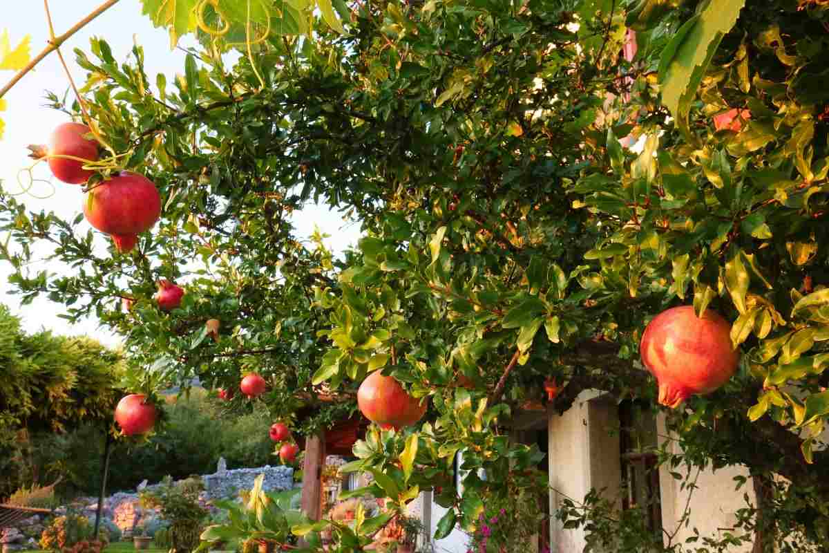 Gardening tips for growing fruits in the backyard.