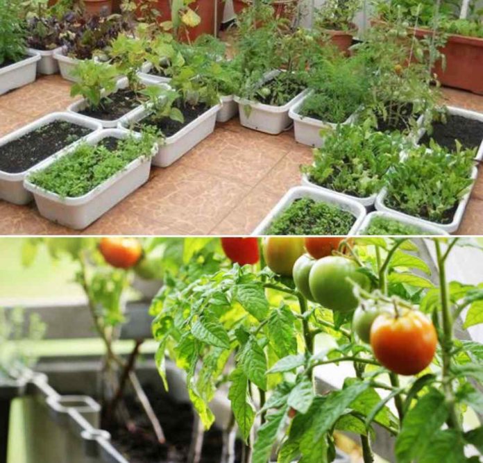 write a short article on growing terrace garden fruits and vegetables