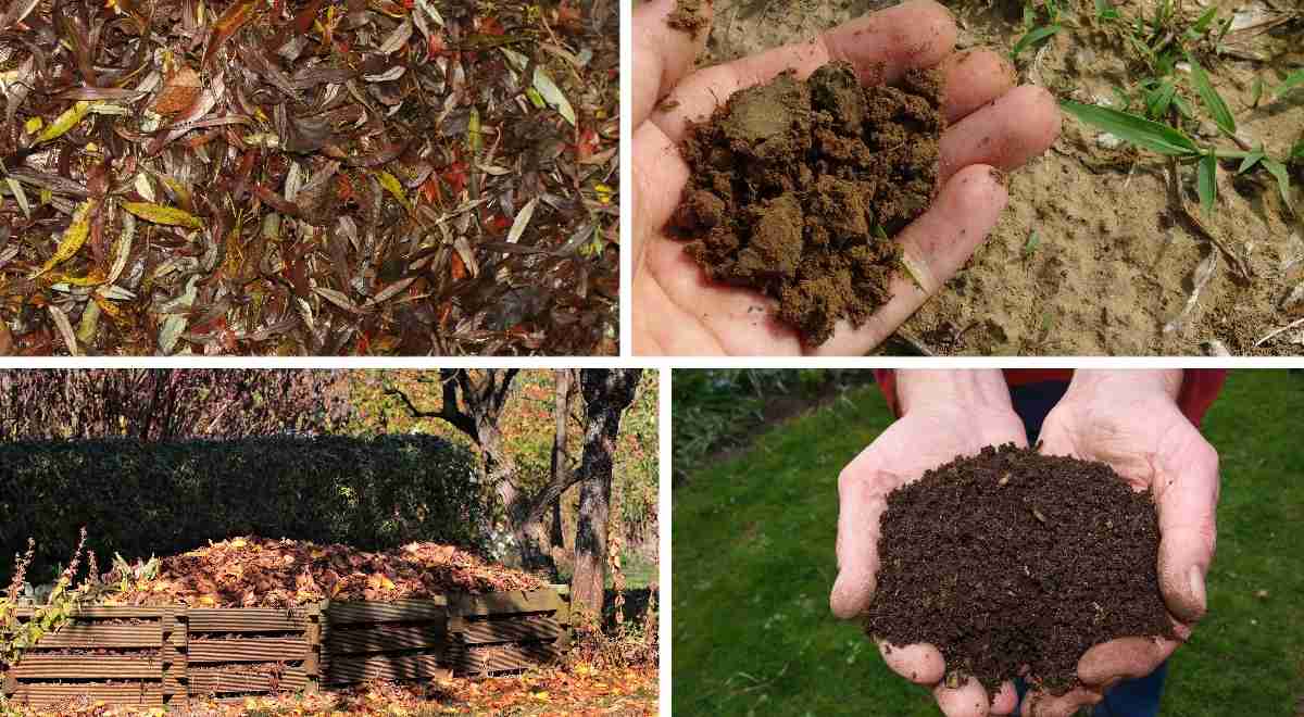 How to pepare dry leaves for making a compost.