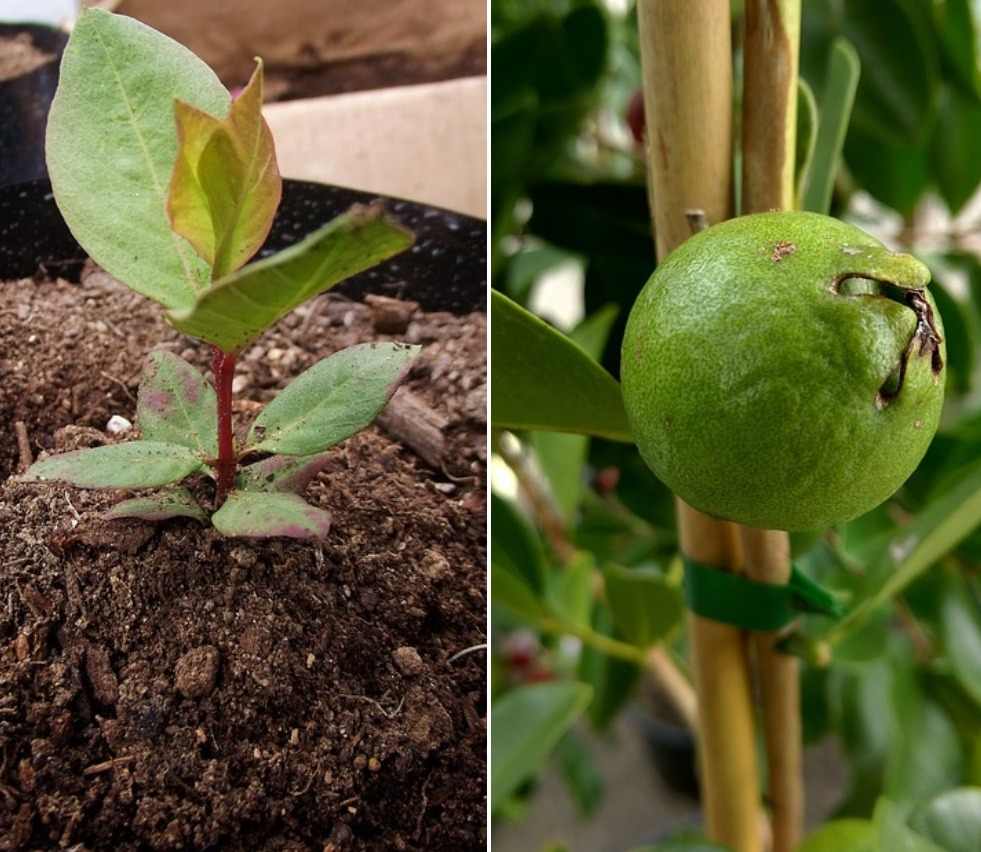 Suitable soil for growing Guava in the backyard.