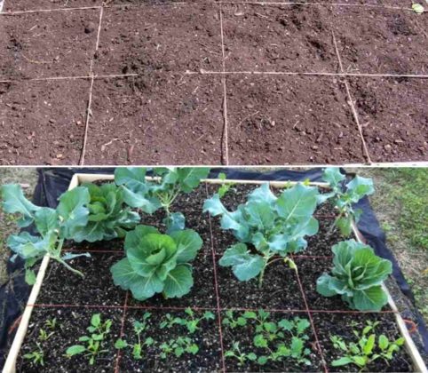 Organic Square Foot Gardening - Design, Ideas, Tips | Gardening Tips