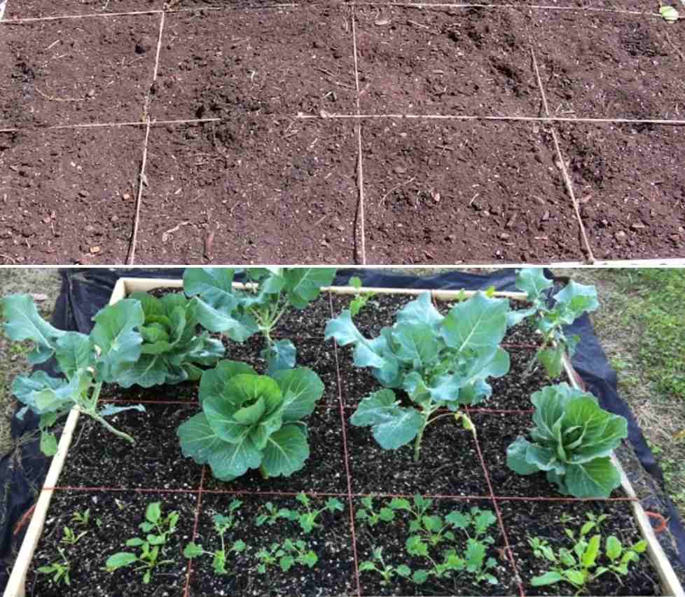 How to build a organic square foot garden.